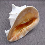 Giant Queen Helmet Conch Seashell (1 shell approx 8+ inches) XL Cassis Madagascariensis Helmet Shell for nautical decor or centerpiece!