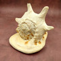 Giant Queen Helmet Conch Seashell (approx. 8+ inches) Extra Large Echinolittorina Lineolata Shell for nautical decor or home centerpiece!