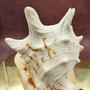 Giant Queen Helmet Conch Seashell (approx. 8+ inches) Extra Large Echinolittorina Lineolata Shell for nautical decor or home centerpiece!