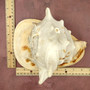 Giant Queen Helmet Conch Seashell (approx. 8+ inches) Extra Large Echinolittorina Lineolata Shell for nautical decor or home centerpiece!