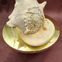 Giant Queen Helmet Conch Seashell (approx. 8+ inches) Extra Large Echinolittorina Lineolata Shell for nautical decor or home centerpiece!