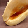 Giant Queen Helmet Conch Seashell (approx. 8+ inches) Extra Large Echinolittorina Lineolata Shell for nautical decor or home centerpiece!