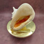 Giant Queen Helmet Conch Seashell (approx. 8+ inches) Extra Large Echinolittorina Lineolata Shell for nautical decor or home centerpiece!