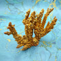 Yellow Brown Golden Bush Coral REPLICA (1 FAKE Coral approx. 7Tx7Wx2D inches) FAUX Neospongodes Coral for aquariums & fish tanks!