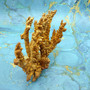 Yellow Brown Golden Bush Coral REPLICA (1 FAKE Coral approx. 7Tx7Wx2D inches) FAUX Neospongodes Coral for aquariums & fish tanks!