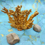 Yellow Brown Golden Bush Coral REPLICA (1 FAKE Coral approx. 7Tx7Wx2D inches) FAUX Neospongodes Coral for aquariums & fish tanks!
