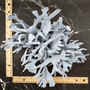 Large Blue Ridge Coral Cluster (1 coral approx. 11L x 9D x 6H inches) Blue Heliopora Coerulea Coral for coastal home decor or display! Copyright 2026 SeaShellSupply.com.