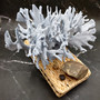 Large Blue Ridge Coral Cluster (1 coral approx. 11L x 9D x 6H inches) Blue Heliopora Coerulea Coral for coastal home decor or display!