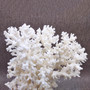 Large White Lace Coral Cluster (1 coral approx. 8L x 4H x 7D inches) White Pocillopora Damicornis Lace Coral Cluster for home display! Copyright 2026 SeaShellSupply.com.