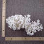 Large White Lace Coral Cluster (1 coral approx. 8L x 4H x 7D inches) White Pocillopora Damicornis Lace Coral Cluster for home display! Copyright 2026 SeaShellSupply.com.