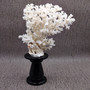 Large White Lace Coral Cluster (1 coral approx. 8L x 4H x 7D inches) White Pocillopora Damicornis Lace Coral Cluster for home display! Copyright 2026 SeaShellSupply.com.