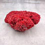 Medium Red Pipe Organ Coral (1 coral approx. 6L x 5D x 2H inches) Tubipora Musica Red Coral Chunk for display crafts art & decoration! Copyright 2026 SeaShellSupply.com.