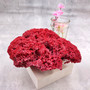 Medium Red Pipe Organ Coral (1 coral approx. 6L x 5D x 2H inches) Tubipora Musica Red Coral Chunk for display crafts art & decoration! Copyright 2026 SeaShellSupply.com.