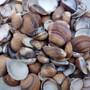 Brown Cay Cay Clam Shells (approx. 1 cup +/-100 shells 0.5+ inches) Mactra Chinensis Cockle shells for arts & nautical themed crafts!