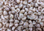 Tiny Pearl Trochus Seashells (approx. half cup 180+ shells 0.25+ inches) Distinct shells for coastal crafting décor & collections!