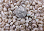 Tiny Pearlized Trochus Seashells (Approx. half cup +/-180 shells 0.25+ inches) Tiny Pearl Trochus shells for crafting jewelry & decoration! Copyright 2025 SeaShellSupply.com.