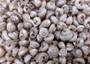 Tiny Pearlized Trochus Seashells (Approx. half cup +/-180 shells 0.25+ inches) Tiny Pearl Trochus shells for crafting jewelry & decoration! Copyright 2025 SeaShellSupply.com.