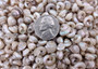 Tiny Pearlized Trochus Seashells (Approx. half cup +/-180 shells 0.25+ inches) Tiny Pearl Trochus shells for crafting jewelry & decoration! Copyright 2025 SeaShellSupply.com.