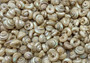 Baby Pearl Trochus Seashells (0.50 cup approx. 190-200 shells 0.25 inch). Cream shells with light stripes in a pile. Copyright 2022 SeaShellSupply.com