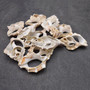 Sliced Cream White Frog Seashells (10 shells approx. 2+ inches) Bursa Spinosa Sliced Tan Spotted Frog Shells for jewelry arts & crafts! Copyright 2026 SeaShellSupply.com.