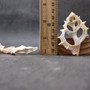 Sliced Cream White Frog Seashells (10 shells approx. 2+ inches) Bursa Spinosa Sliced Tan Spotted Frog Shells for jewelry arts & crafts!