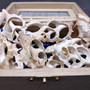 Sliced Cream White Frog Seashells (10 shells approx. 2+ inches) Bursa Spinosa Sliced Tan Spotted Frog Shells for jewelry arts & crafts!