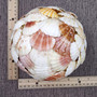 Natural Pecten Scallop Mixed Seashell Ball Round Sphere (approx. 6+ inches) Assorted Pecten Scallop Shell Ball for home accent & display! Copyright 2026 SeaShellSupply.com.