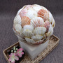 Natural Pecten Scallop Mixed Seashell Ball Round Sphere (approx. 6+ inches) Assorted Pecten Scallop Shell Ball for home accent & display!