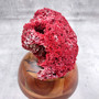 Medium Red Pipe Organ Coral Cluster (1 coral approx. 8L x 5D x 3H inches) Tubipora Musica Red Coral Chunk for home display & decoration!