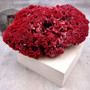 Medium Red Pipe Organ Coral Cluster (1 coral approx. 8L x 5D x 3H inches) Tubipora Musica Red Coral Chunk for home display & decoration!