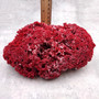 Medium Red Pipe Organ Coral Cluster (1 coral approx. 8L x 5D x 3H inches) Tubipora Musica Red Coral Chunk for home display & decoration!