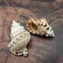 Medium Frog Seashells Creamy Tan White (2 shells approx. 2+ inches) Bursa Rubeta Shells for hermit crabs art projects crafts & ocean decor!