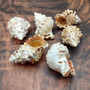 Medium Frog Seashells Creamy Tan White (2 shells approx. 2+ inches) Bursa Rubeta Shells for hermit crabs art projects crafts & ocean decor!