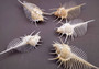 Venus Comb Murex Seashell - Murex Pecten - (1 shell approx. 4-5 inches). One wide elongated spiral shell with spike like arms poking out. Copyright 2024 SeaShellSupply.com