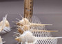 Venus Comb Murex Seashell - Murex Pecten - (1 shell approx. 4-5 inches). One wide elongated spiral shell with spike like arms poking out. Copyright 2024 SeaShellSupply.com