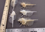 Venus Comb Murex Seashell - Murex Pecten - (1 shell approx. 4-5 inches). One wide elongated spiral shell with spike like arms poking out. Copyright 2024 SeaShellSupply.com