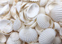White Ark Clam Seashells Andara Granosa (approx. half cup 35+ shells 0.5+ inches) White Clam Ark shells for crafts collections & display! Copyright 2025 SeaShellSupply.com. White Ark Clam Seashells Andara Granosa (approx. half cup 35+ shells 0.5+ inches) White Clam Ark shells for crafts collections & display! Copyright 2025 SeaShellSupply.com.