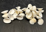 White Ark Clam Seashells - Andara Granosa - (approx. 35-40 shells 0.5-1 inches). Multiple white ribbed wide shells. Copyright 2025 SeaShellSupply.com.