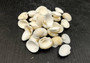 White Ark Clam Seashells - Andara Granosa - (approx. 35-40 shells 0.5-1 inches). Multiple white ribbed wide shells. Copyright 2025 SeaShellSupply.com.