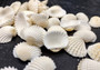 White Ark Clam Seashells - Andara Granosa - (approx. 35-40 shells 0.5-1 inches). Multiple white ribbed wide shells. Copyright 2025 SeaShellSupply.com.