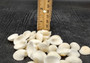 White Ark Clam Seashells - Andara Granosa - (approx. 35-40 shells 0.5-1 inches). Multiple white ribbed wide shells. Copyright 2025 SeaShellSupply.com.