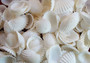 White Ark Clam Seashells - Andara Granosa - (approx. 35-40 shells 0.5-1 inches). Multiple white ribbed wide shells. Copyright 2022 SeaShellSupply.com.