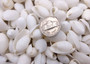 White Bubble Seashells Haminoea Zelandiae (approx. 1 cup 85+ shells 0.5+ inch) White Bubble Shells for coastal jewelry crafts & display! Copyright 2025 SeaShellSupply.com.