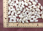 White Bubble Seashells Haminoea Zelandiae (approx. 1 cup 85+ shells 0.5+ inch) White Bubble Shells for coastal jewelry crafts & display! Copyright 2025 SeaShellSupply.com.