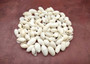 White Bubble Seashells Haminoea Zelandiae (approx. 1 cup 85+ shells 0.5+ inch) White Bubble Shells for coastal jewelry crafts & display! Copyright 2025 SeaShellSupply.com.