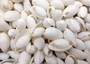White Bubble Seashells Haminoea Zelandiae (approx. 1 cup 85+ shells 0.5+ inch) White Bubble Shells for coastal jewelry crafts & display! Copyright 2025 SeaShellSupply.com.