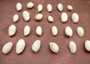 White Bubble Seashells Haminoea Zelandiae (approx. 1 cup 85+ shells 0.5+ inch) White Bubble Shells for coastal jewelry crafts & display! Copyright 2025 SeaShellSupply.com.
