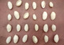 White Bubble Seashells Haminoea Zelandiae (approx. 1 cup 85+ shells 0.5+ inch) White Bubble Shells for coastal jewelry crafts & display! Copyright 2025 SeaShellSupply.com.