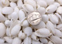 White Bubble Seashells Haminoea Zelandiae (approx. 1 cup +/-85 shells 0.5+ inch) White Bubble Shells for coastal jewelry crafts & display!