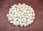 White Bubble Seashells Haminoea Zelandiae (approx. 1 cup +/-85 shells 0.5+ inch) White Bubble Shells for coastal jewelry crafts & display!